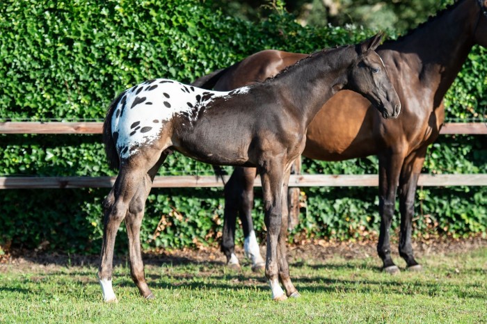 Summer Sale III: Topprijs van €20.000 voor hengstveulen van J-Nius V.V. Z