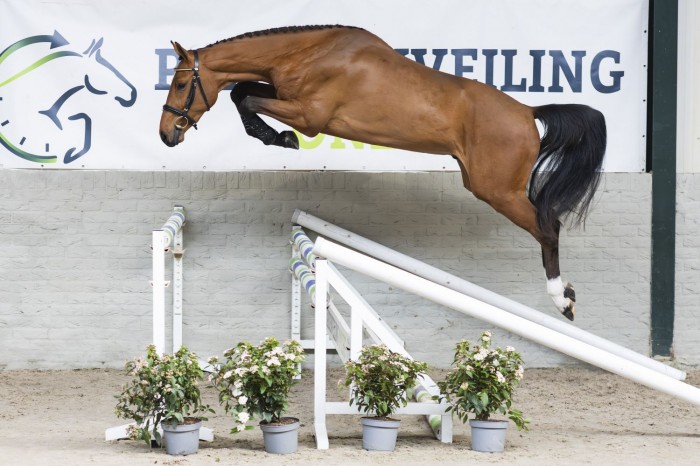 Lentecollectie 2026: jonge paarden tot €19.500 en kopers uit 100+ landen