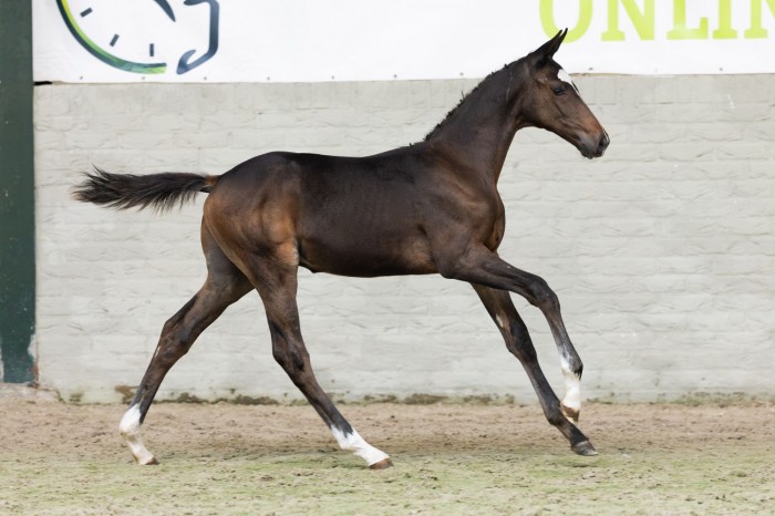 Summer Sale II afgesloten met topprijs van €16.500 en bezoekers uit 135 landen