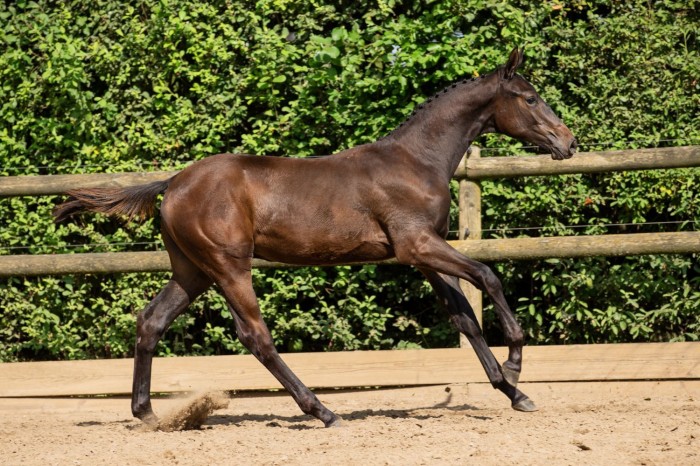 Much preserved for the future of Dutch show jumping