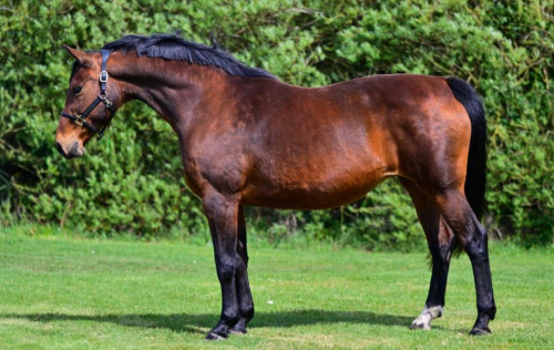 Excellentia Hero