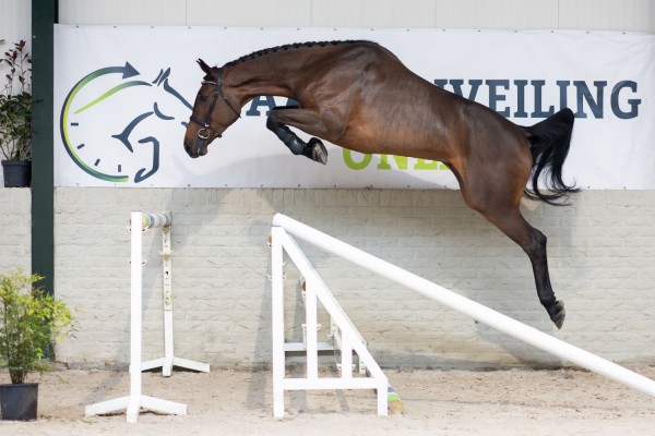 Future champions sold: top horse stays in the Netherlands for €40,000