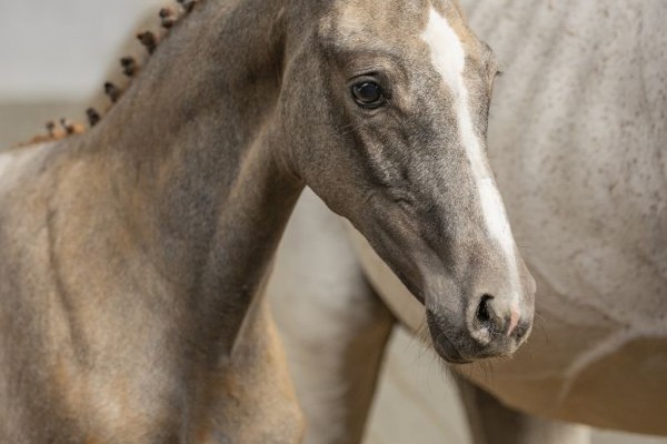 New foal & embryo collection online